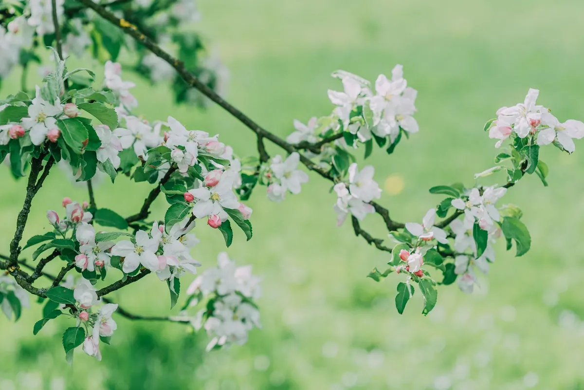 A Month-by-Month Orchard Care Calendar for UK Growers