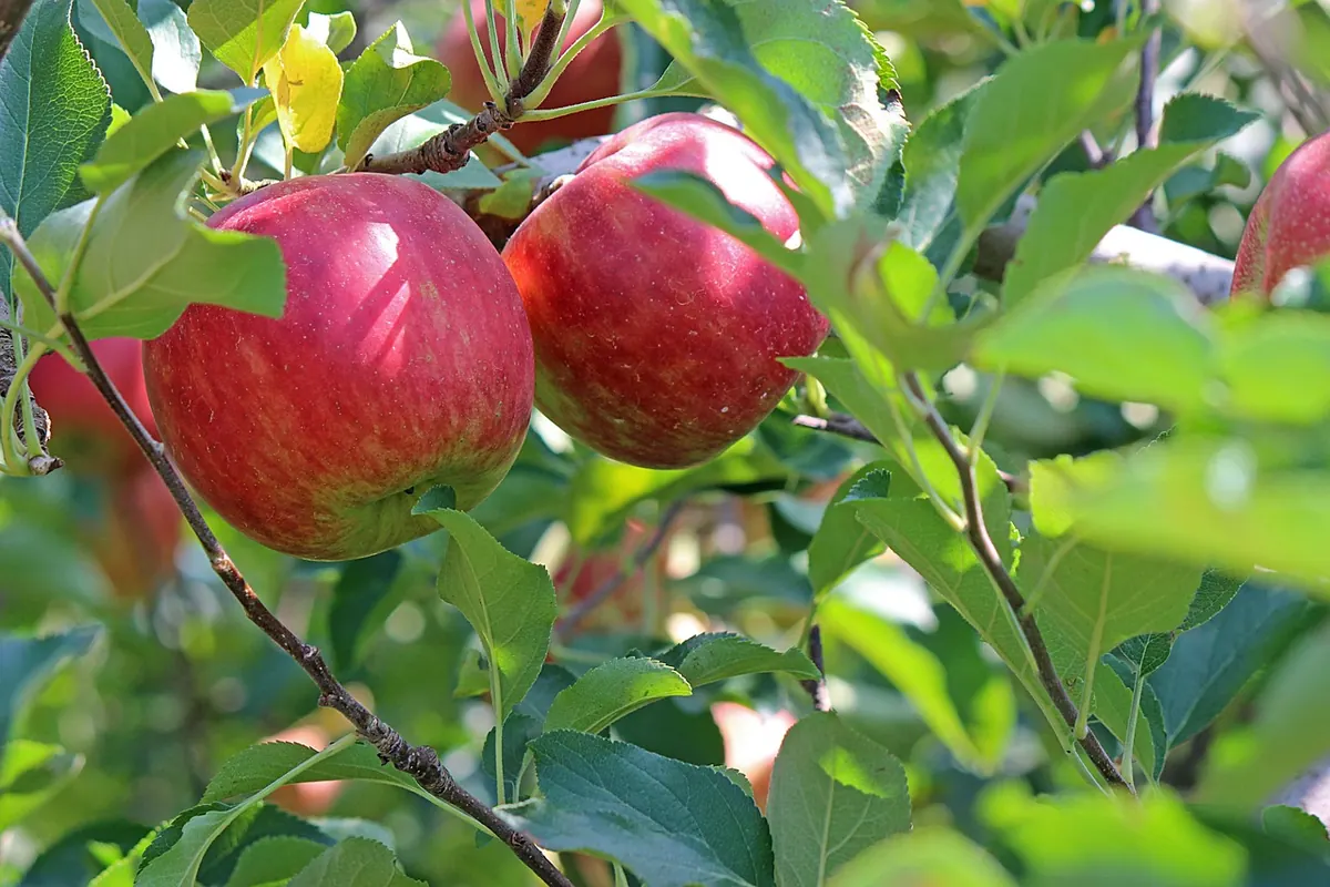 Apple Rootstocks Explained: M27, M9, M26, MM106 and M25 Compared