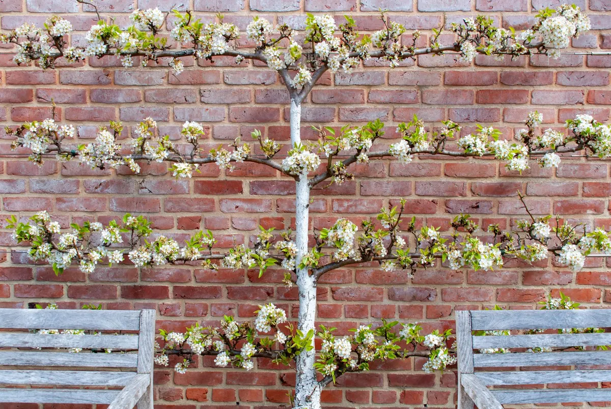 Espalier and Fan Training Fruit Trees for Small UK Gardens