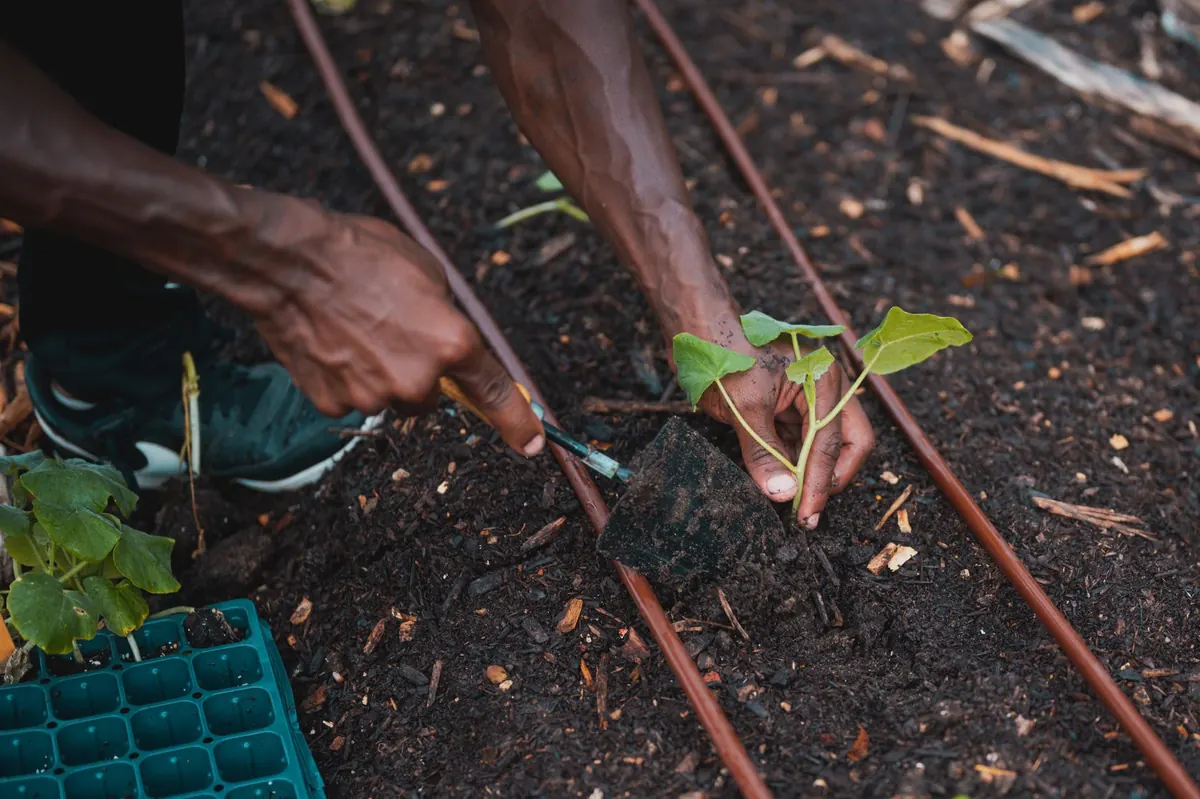 Five Common Fruit Tree Planting Mistakes and How to Avoid Them