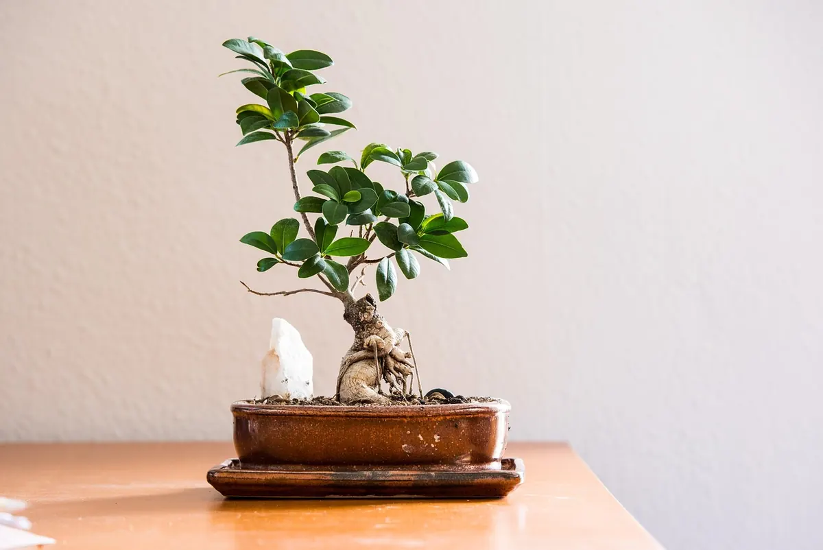 Growing Fruit Trees in Containers: A Beginner's Guide