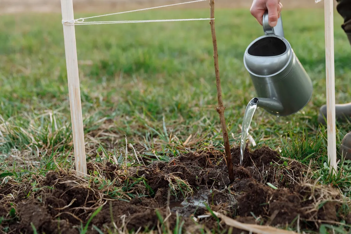 How to Plant a Bare-Root Apple Tree in Autumn