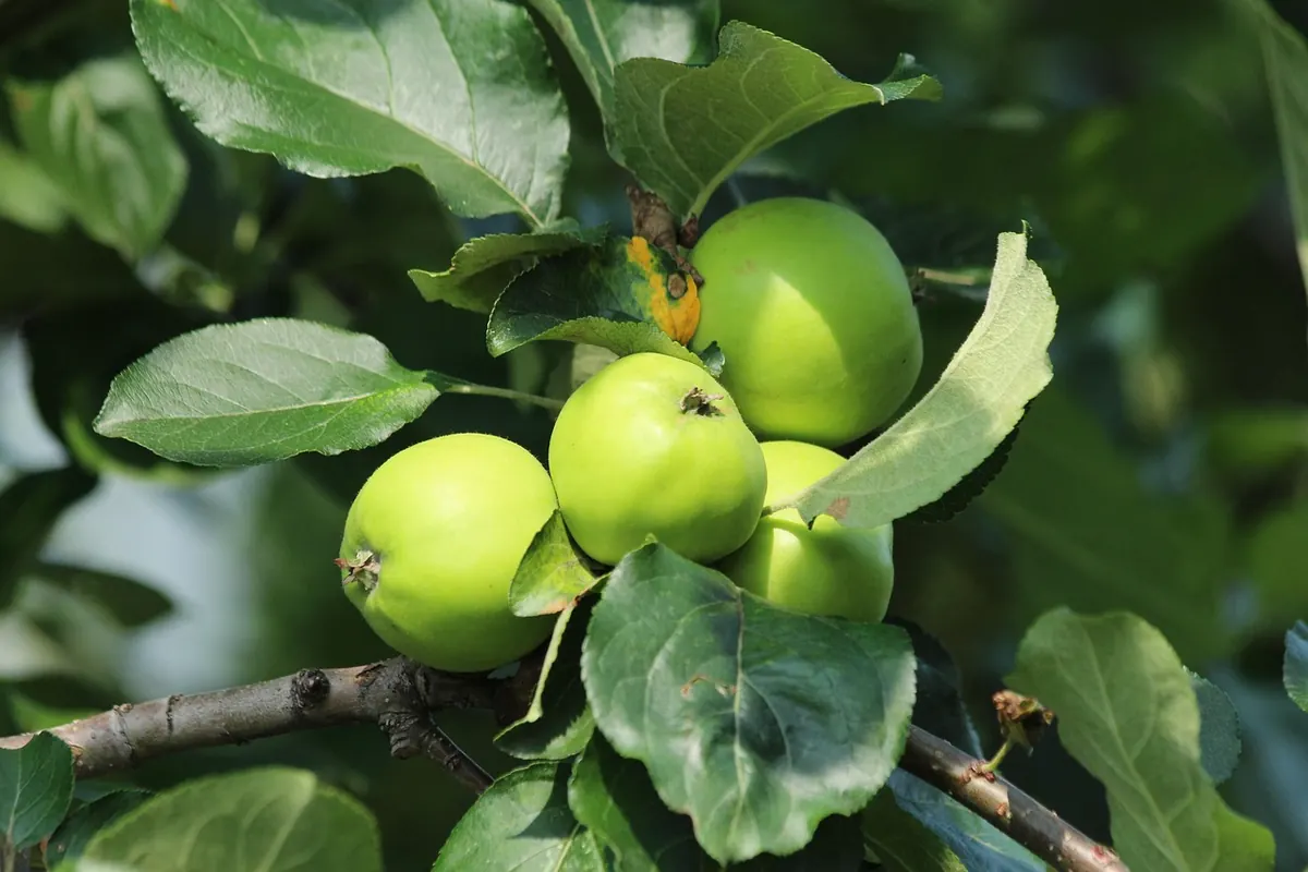 How to Tell When Apples, Pears and Plums Are Ready to Pick