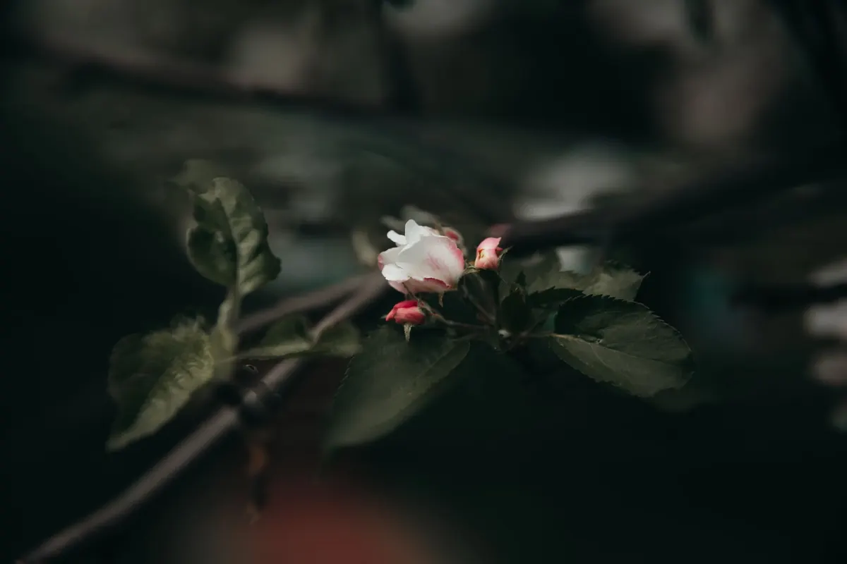 Protecting Blossom from Late Frosts: A Spring Checklist