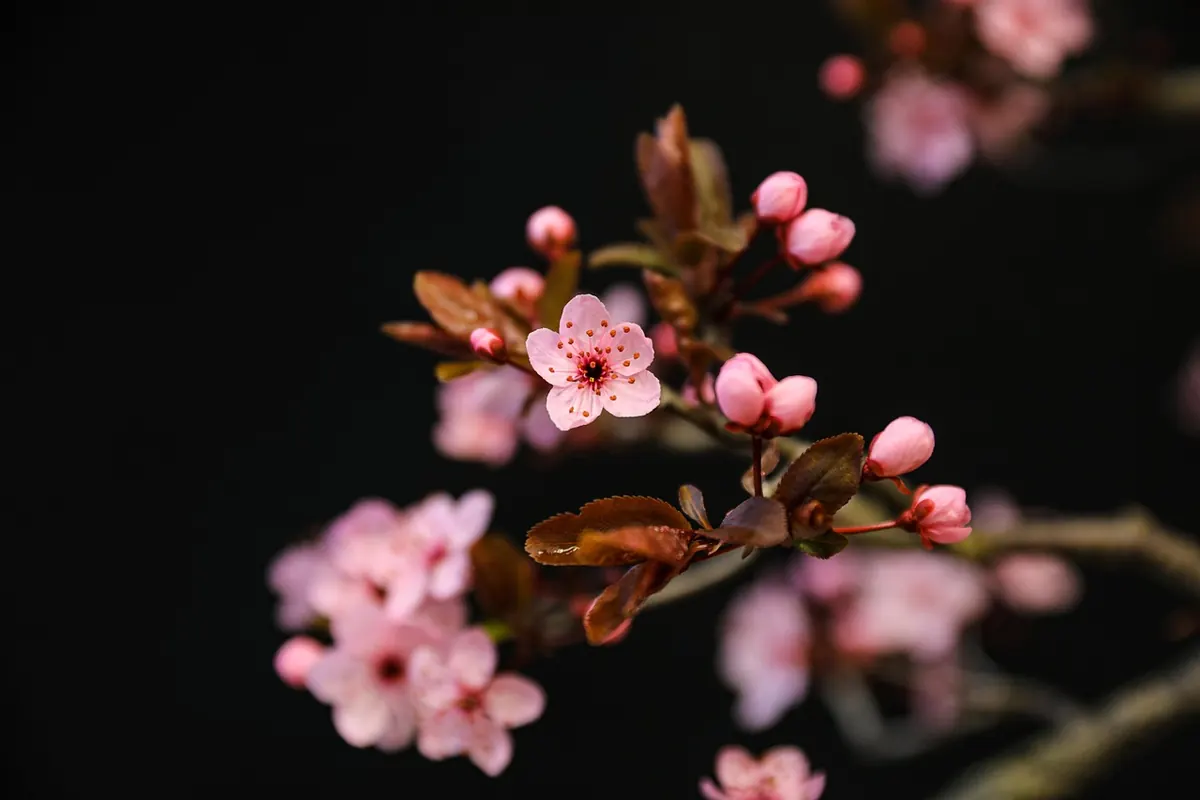 Summer Pruning Plums and Cherries: Why Timing Prevents Silver Leaf