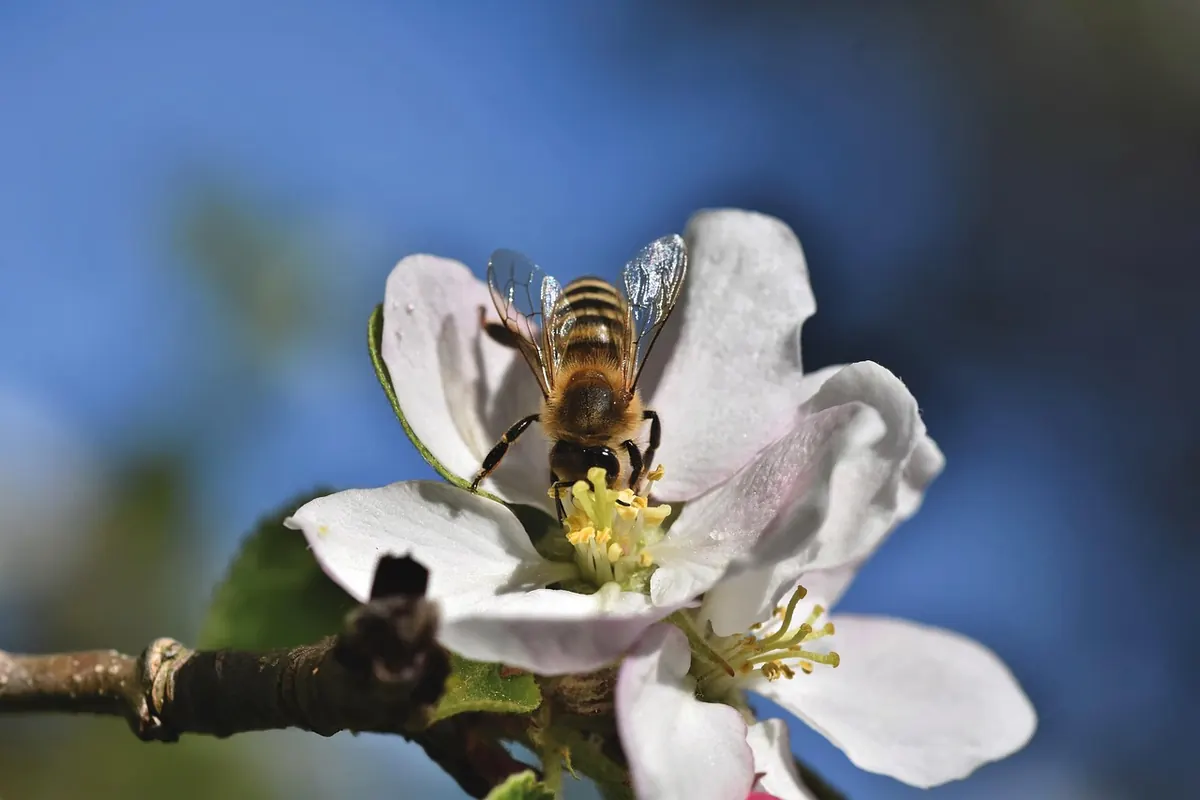 Which Fruit Trees Need a Pollination Partner?