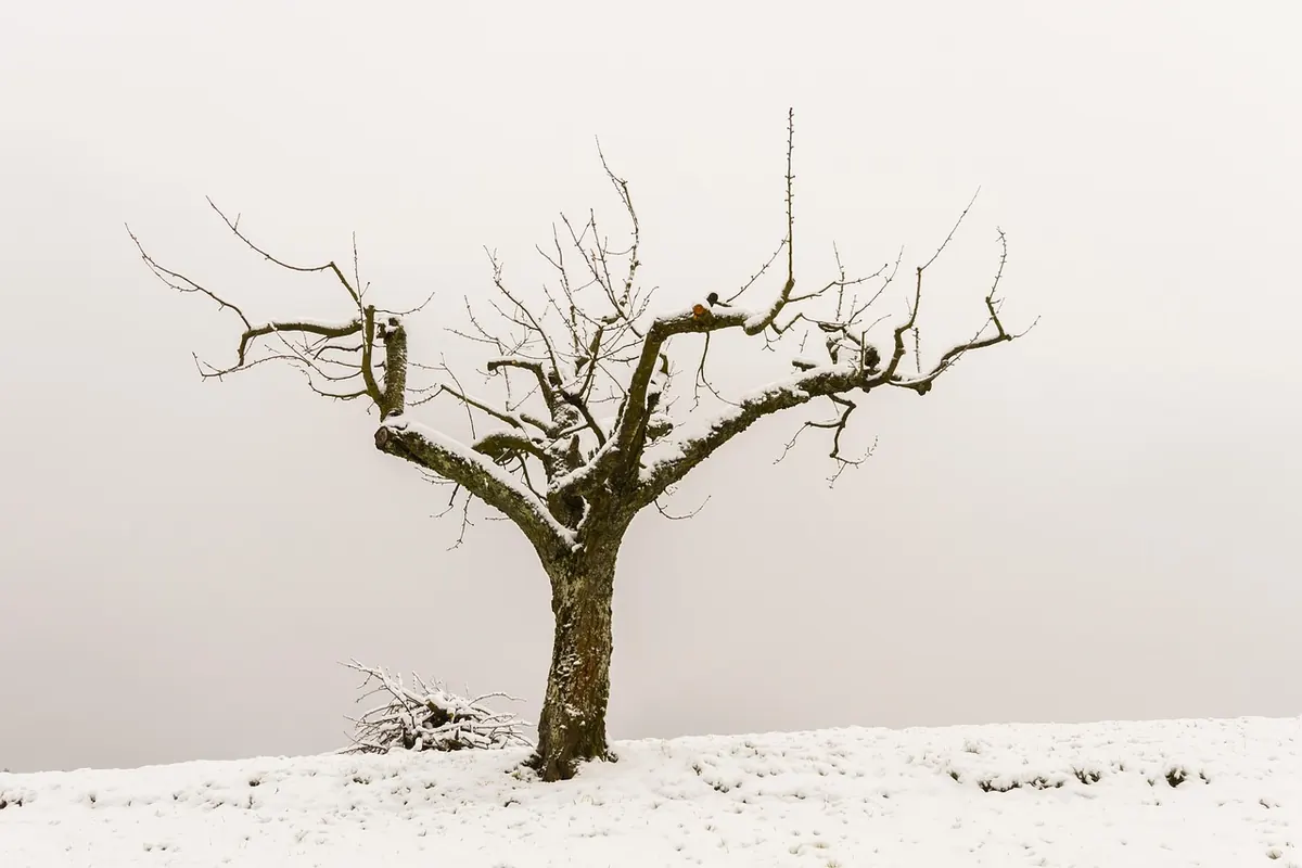 Winter Pruning Apple and Pear Trees: A Step-by-Step Method